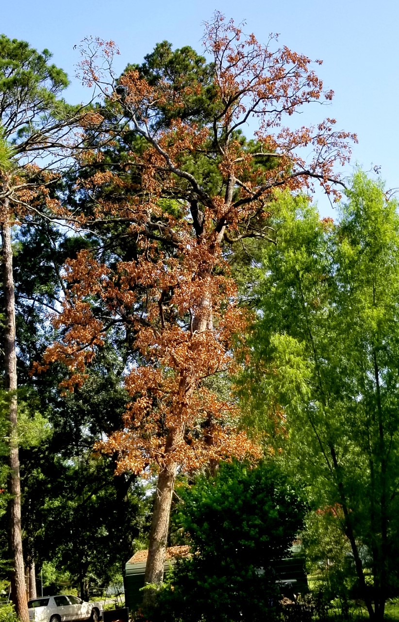 Oak with brown leaves