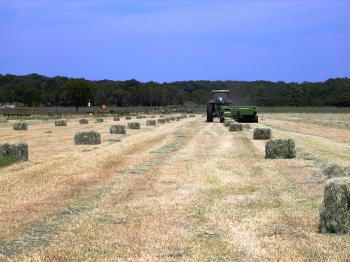 Benton County hay field; small square bales.