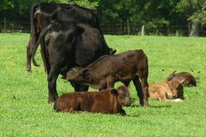 Calf nursing mother with other calves laying down