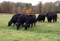 6 black cows grazing in a field, Hardwood trees in background