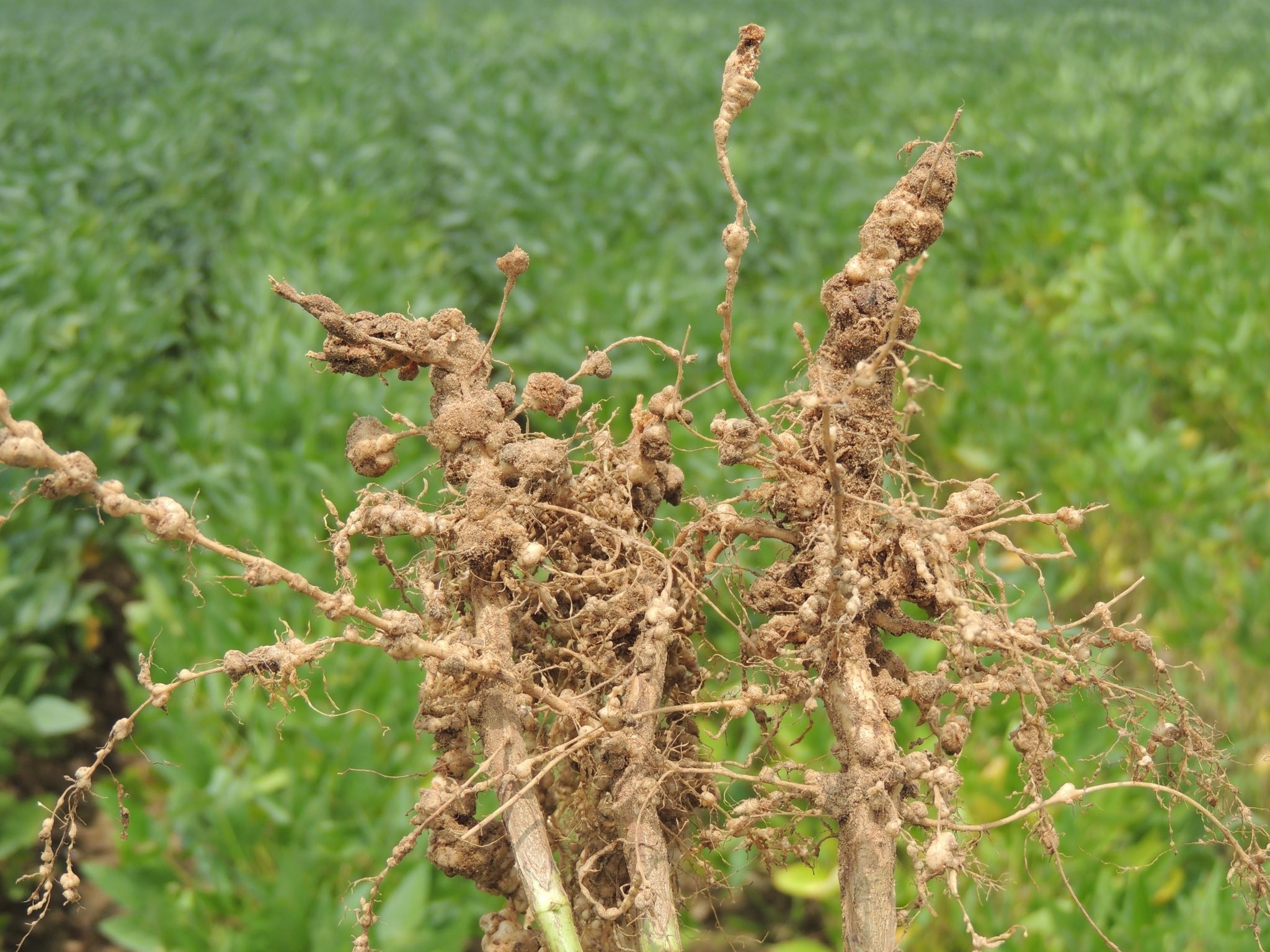 Knot Root Nematode Damage in Soybeans