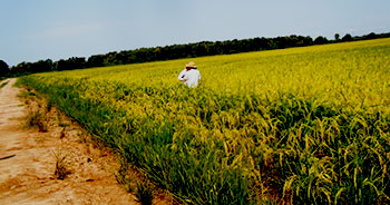 man scouting rice field