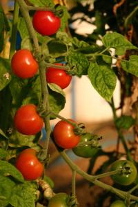 Tomato Plant with small bright red tomatoes
