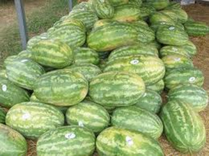 Sharp County, Arkansas pile of watermelons