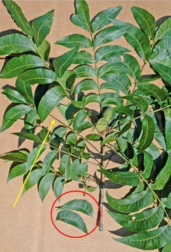 pecan branch with arrow pointing to leave pairs. they are the leaves directly across from one another on the same stem