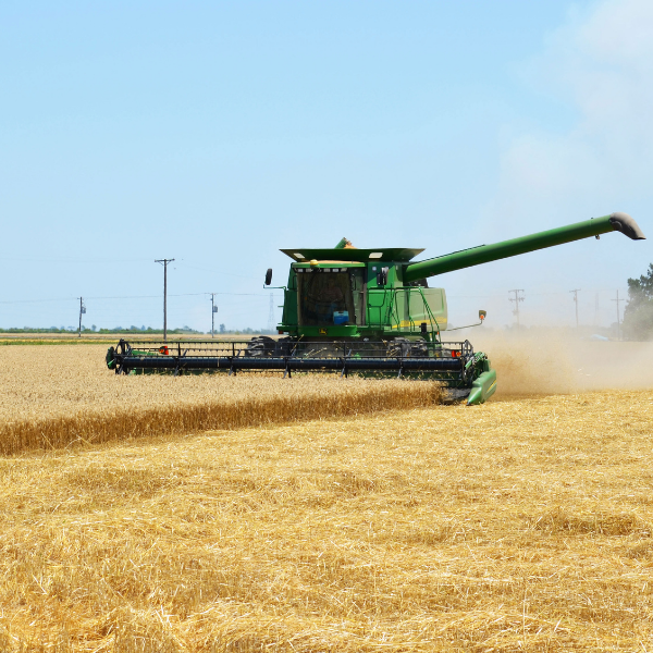 Green combine harvesting a golden Arkansas wheat field with auger extended