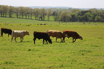 Cow heard grazing in a pasture of rolling hills near Batesville, Arkansasa