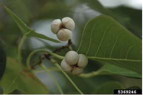 Chinese Tallow Tree Buds
