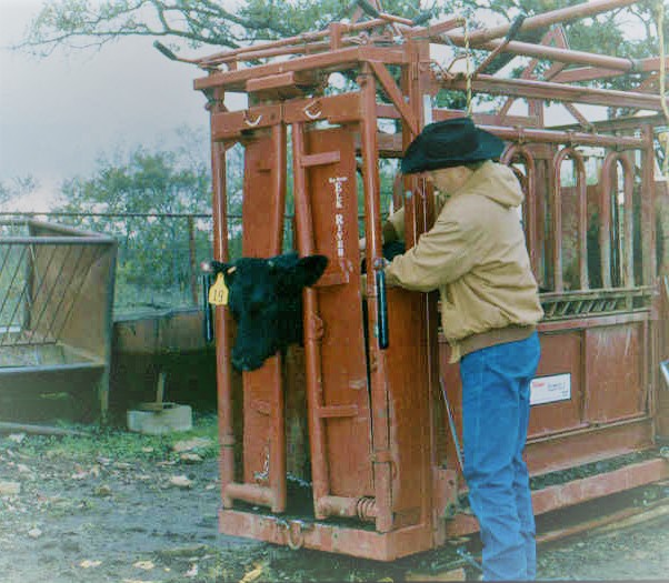 Cattle processing image in squeeze chute