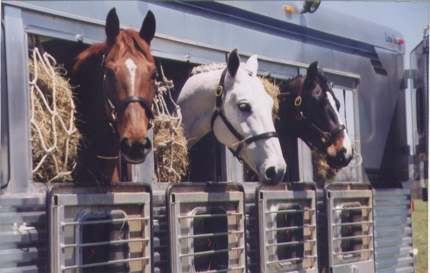 horses in trailer