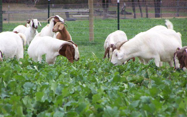 Goats Grazing on Turnips