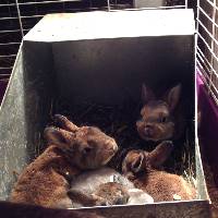 Rabbit-babies in nest box
