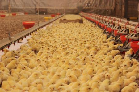  Baby chicks in a poultry house