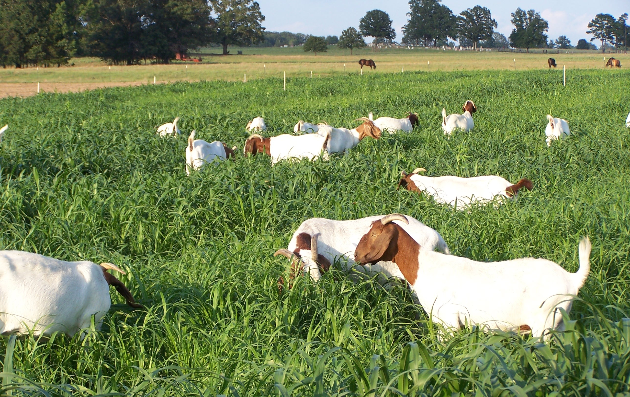Goats Grazing in Field of Pearl Millet