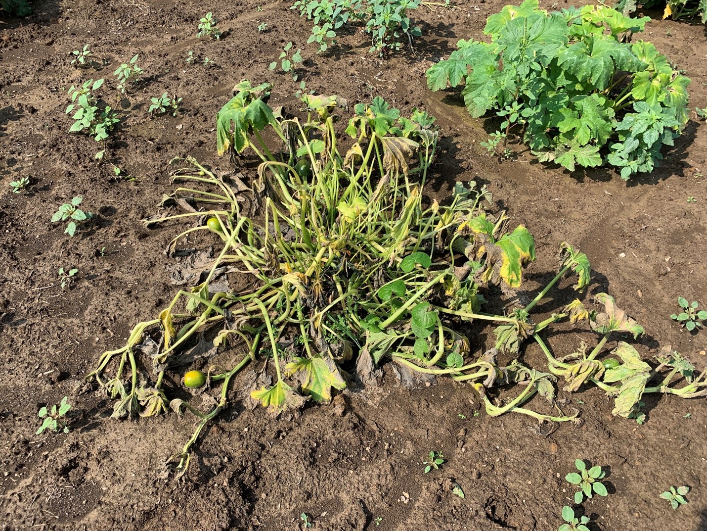 Wilting in cucurbit caused by squash vine borer larvae. Identification of squash vine borer damage can only be confirmed if bore holes or frass are observed on wilting plants. Photo by Aaron Cato.