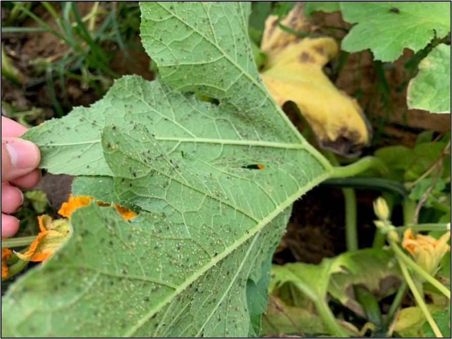 Picture 12 – Melon Aphids on the underside of pumpkin leaves following a pyrethroid spray.