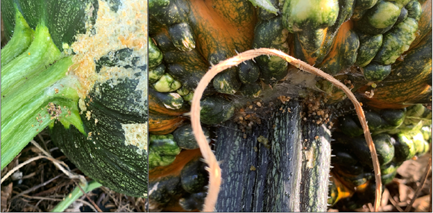 Picture 10 – Melonworm larvae feeding just under the handle/stems of pumpkins. Look for webbing or excrement, as shown in this picture, as an indication that larvae are feeding underneath.