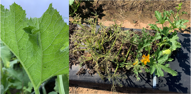 Picture 9 – Feeding damage caused by melonworm which is usually characterized by “skeletonized’ leaves that only have veins remaining (pictured right) or by rolled leaves (pictured left).
