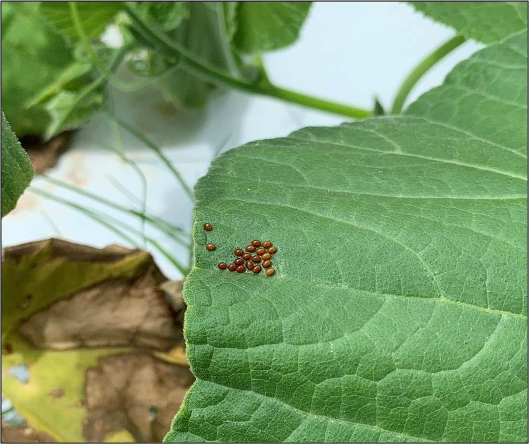 Picture 4 – Squash bug eggs pictured on top of a pumpkin leaf.