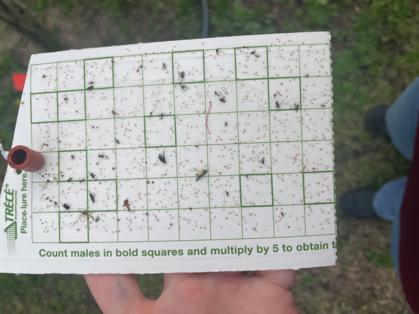 San Jose scale trap showing adult male scales A San Jose scale trap full of small adult male San Jose scale insects
