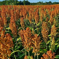 Grain Sorghum Production | Row Crops | Farm & Ranch | Arkansas Extension