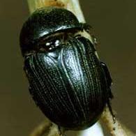 Photo of a black Sugarcane Beetle crawling up a plant stalk