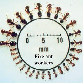 visual size guide of ants - they are arranged in a circle with milimeter sizing chart in the center and a fire ant queen for scale