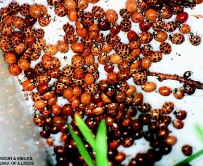 multi colored asian lady beetle swarm