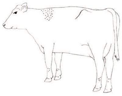 Figure 1a - cow with 50 horn flies