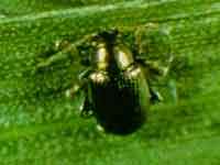 Zoomed in Photo Corn flea beetle on a green leaf