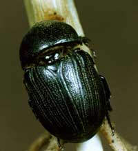 Photo of a black Sugar cane beetle crawling up a stalk of corn.
