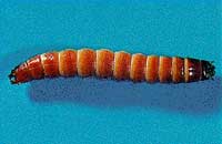 Photo of a Wireworm, a small brown worm that resembles the appearance of wire.