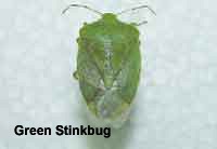 Photo of a Green Stink Bug with a white background