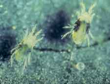 Enlarged photo of Spider Mites