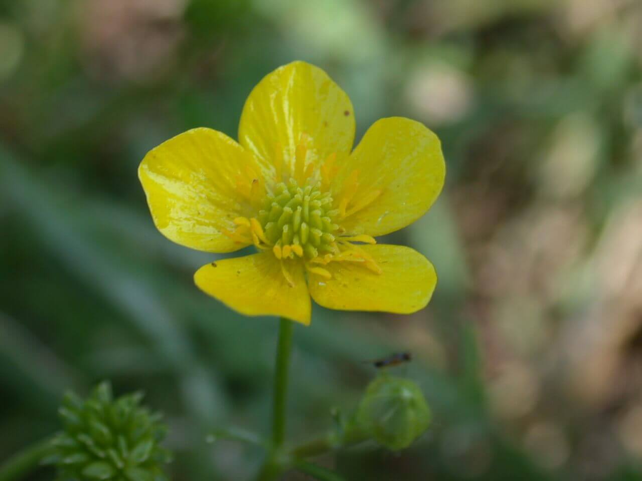 The buttercup is a small, dainty, yellow flower.