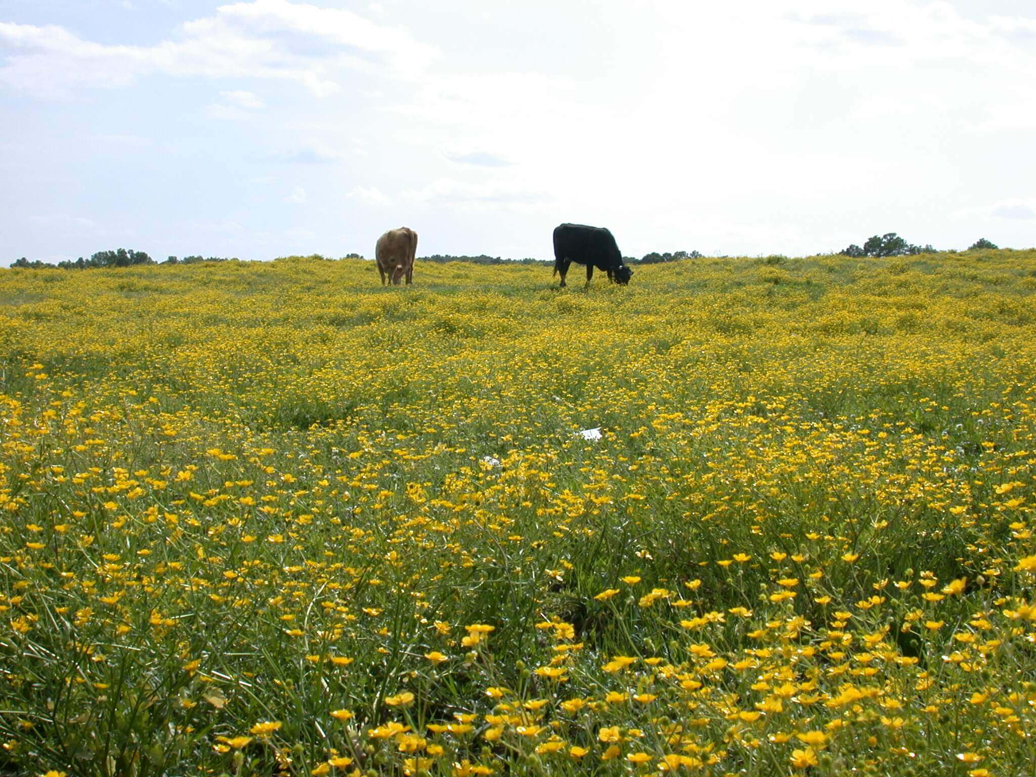 This field is covered in buttercup; it grows in big patches of yellow flowers.