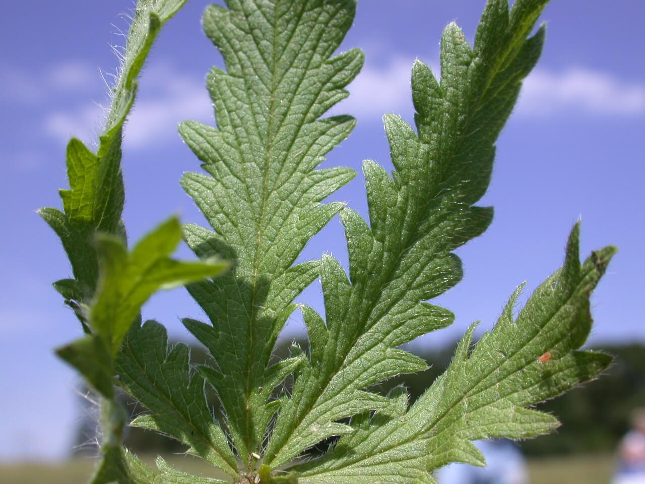 Cinquefoil leaf closeup.