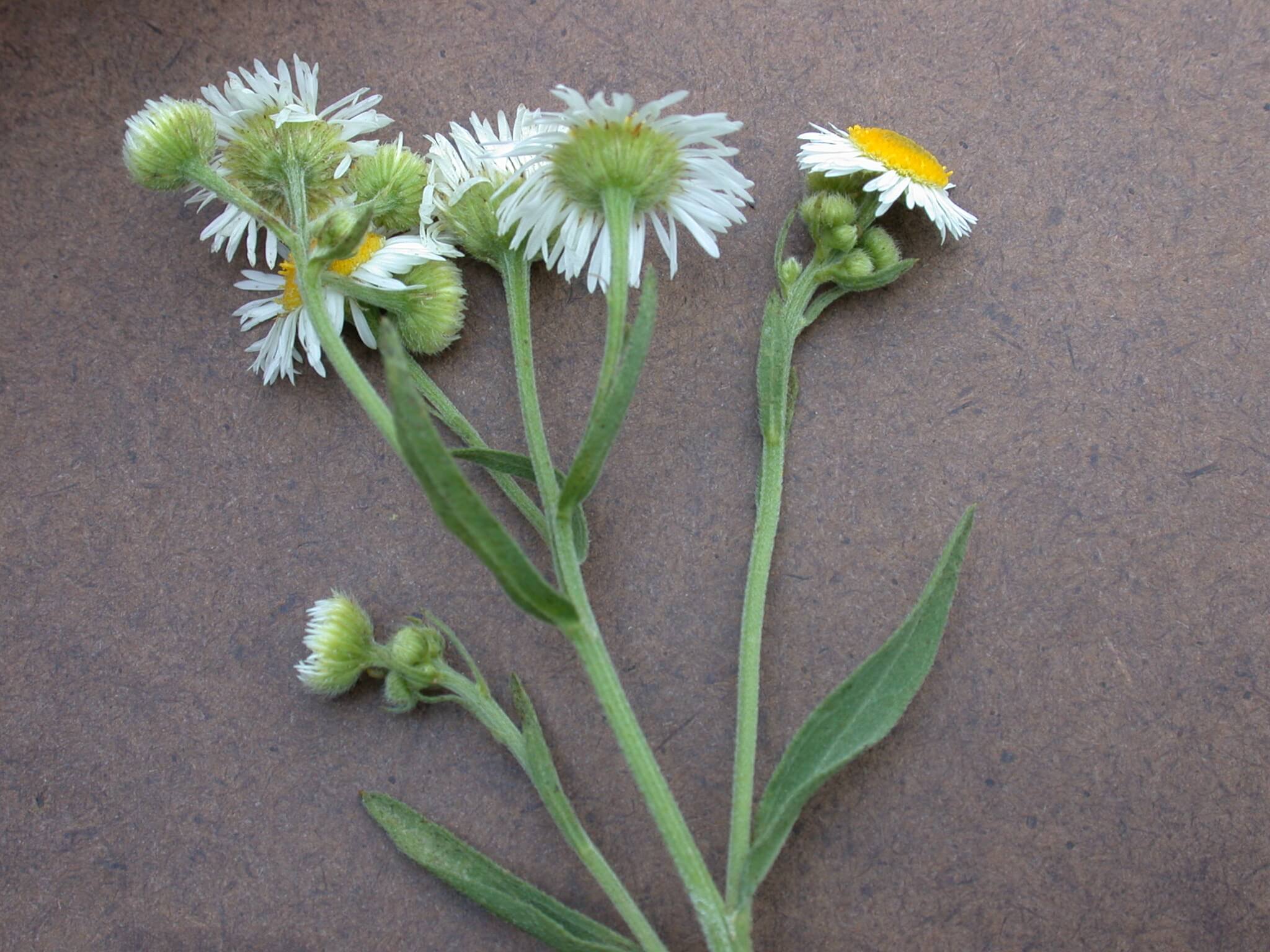 Daisy fleabane bloom has a yellow disk and white petals.