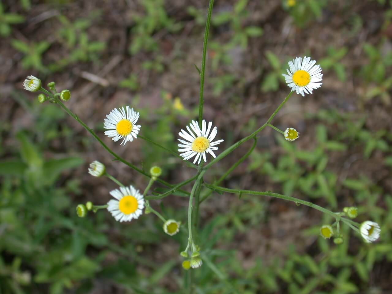 Daisy fleabane bloom has a yellow disk and white petals.