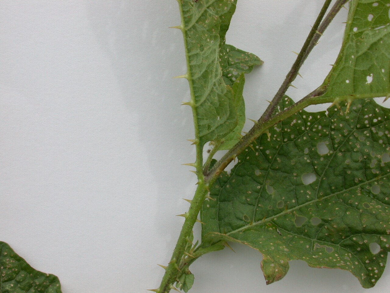 Horsenettle leaves and stems are green with small thorns.
