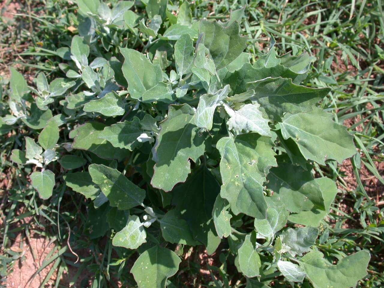 Lambsquarter plants grow in clusters with many leaves.