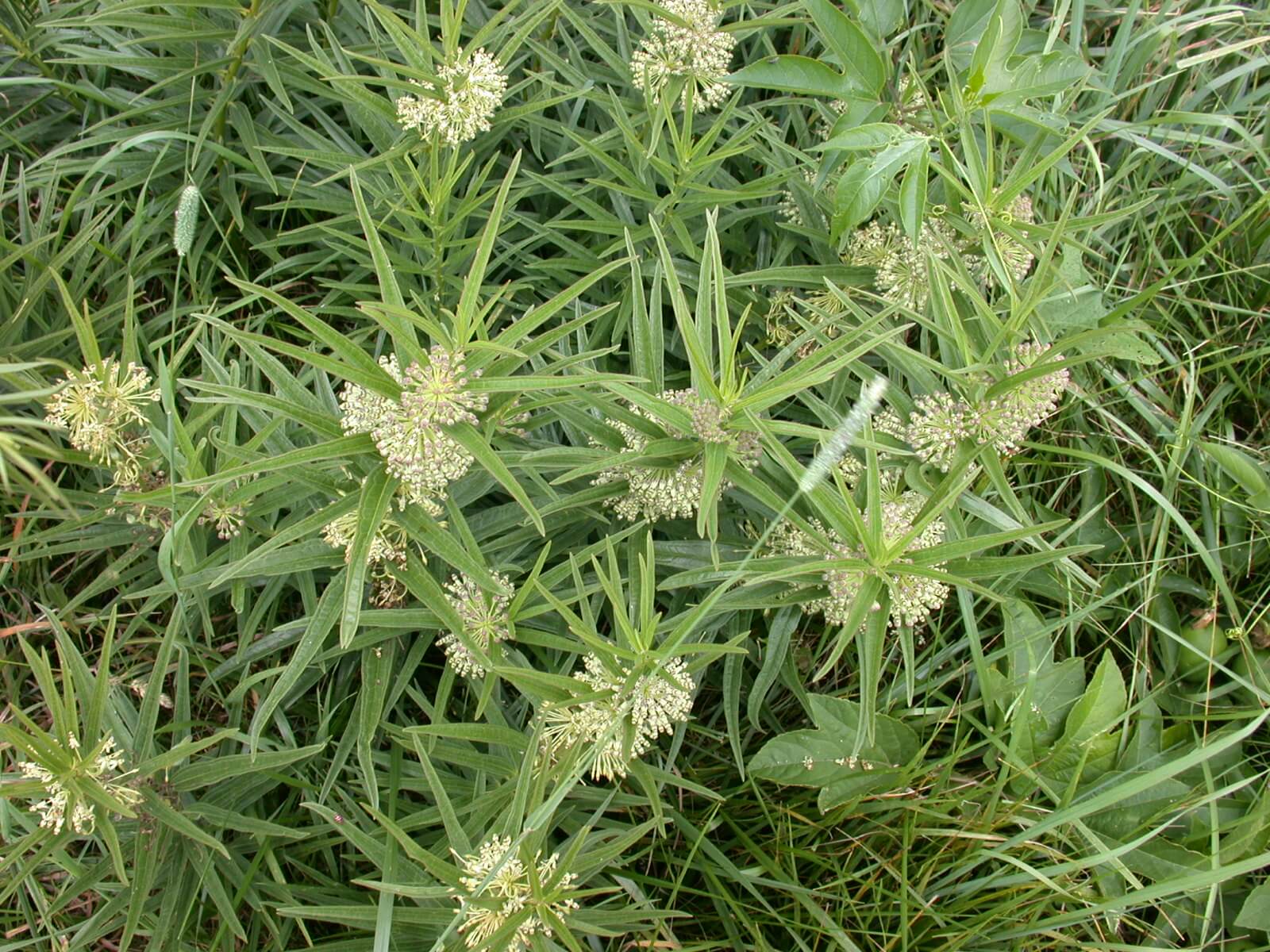 Common Milkweed Plant