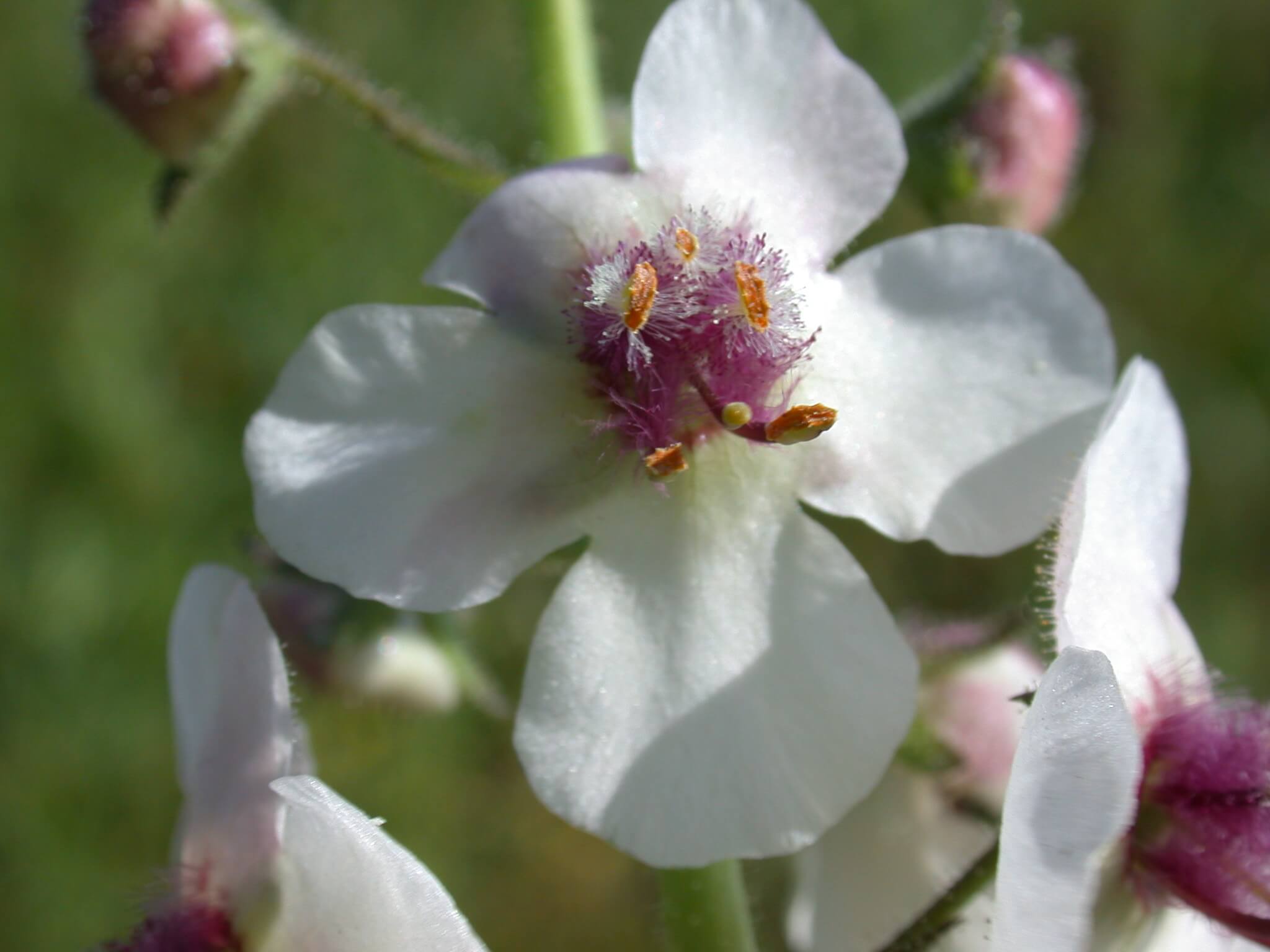 Moth Mullein has a white flower petals with a purple center.