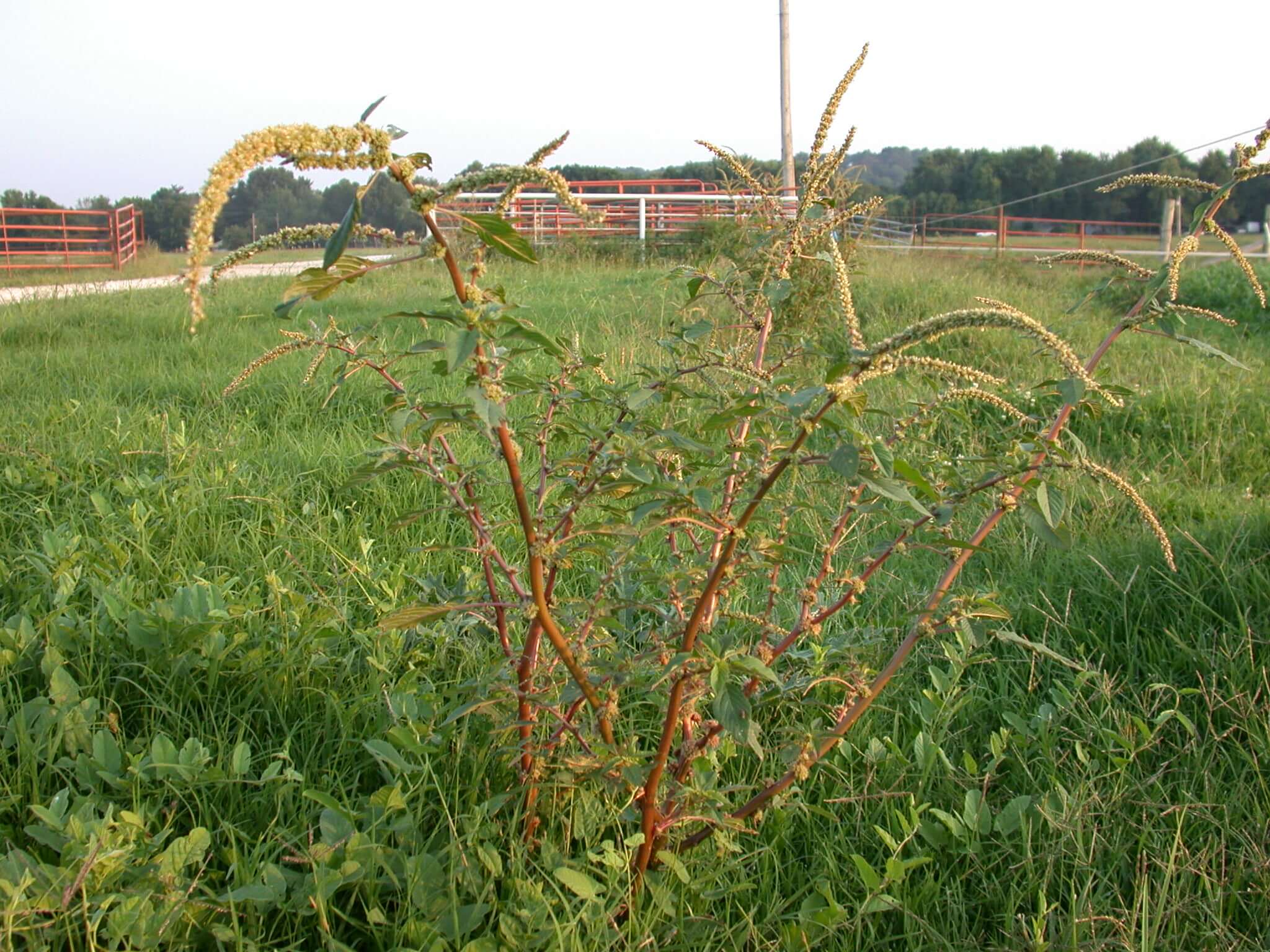Spiny Pigweed Plant