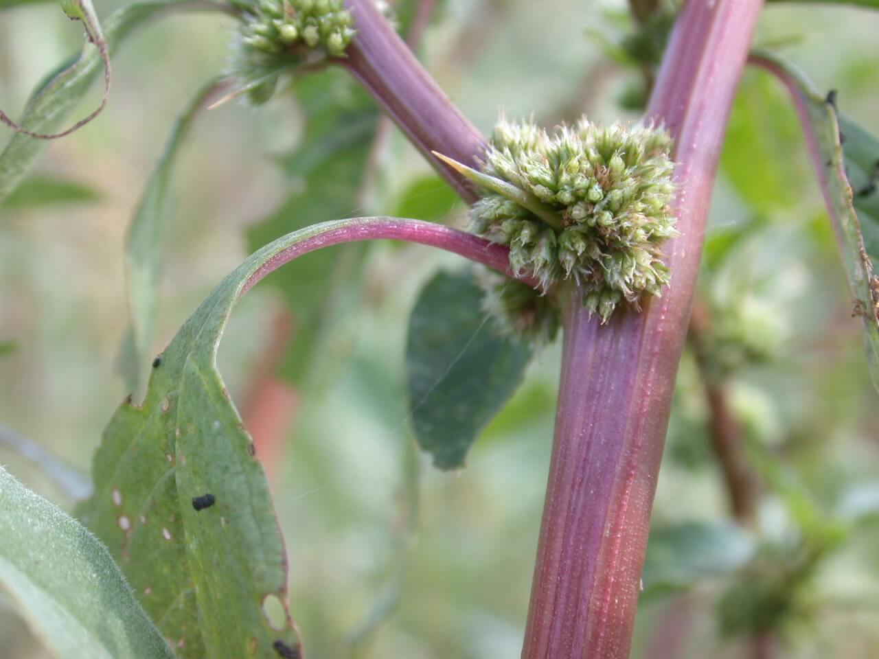 Redroot Pigweed Thorn