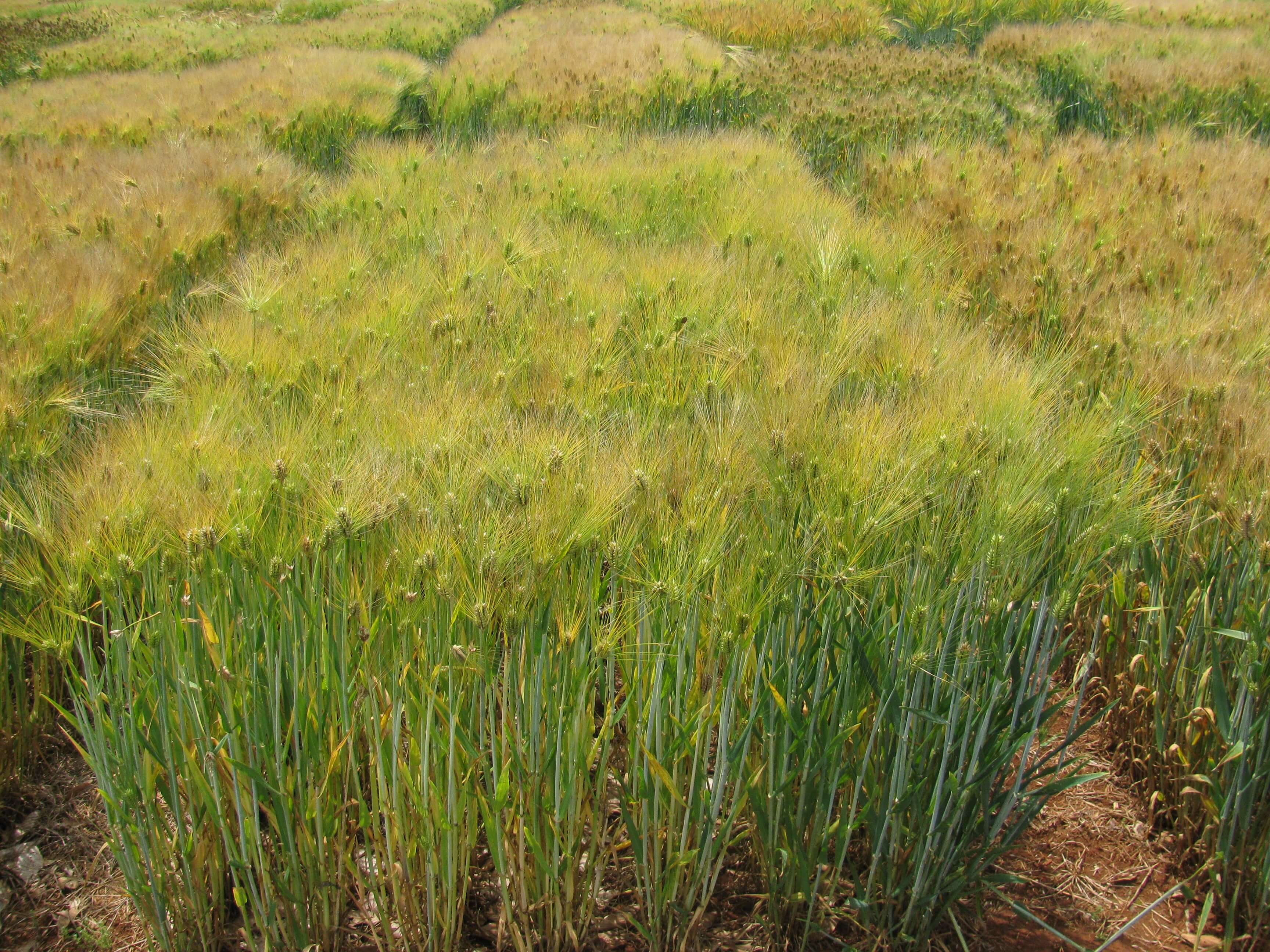 Field view of barley.