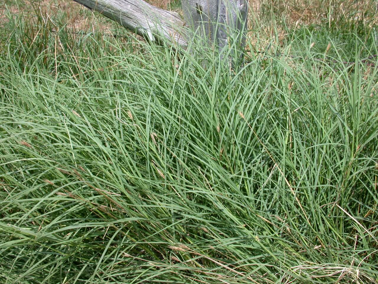 Field view of bermudagrass.
