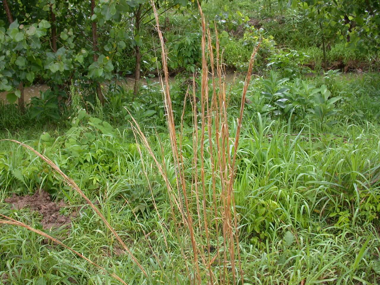 Broomsedge Plant