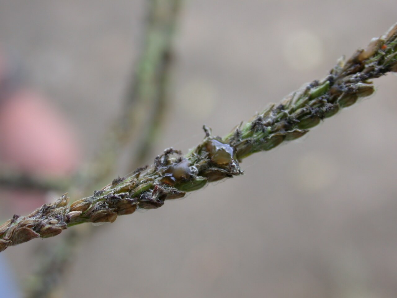 Dallisgrass honeydew from ergot infection.