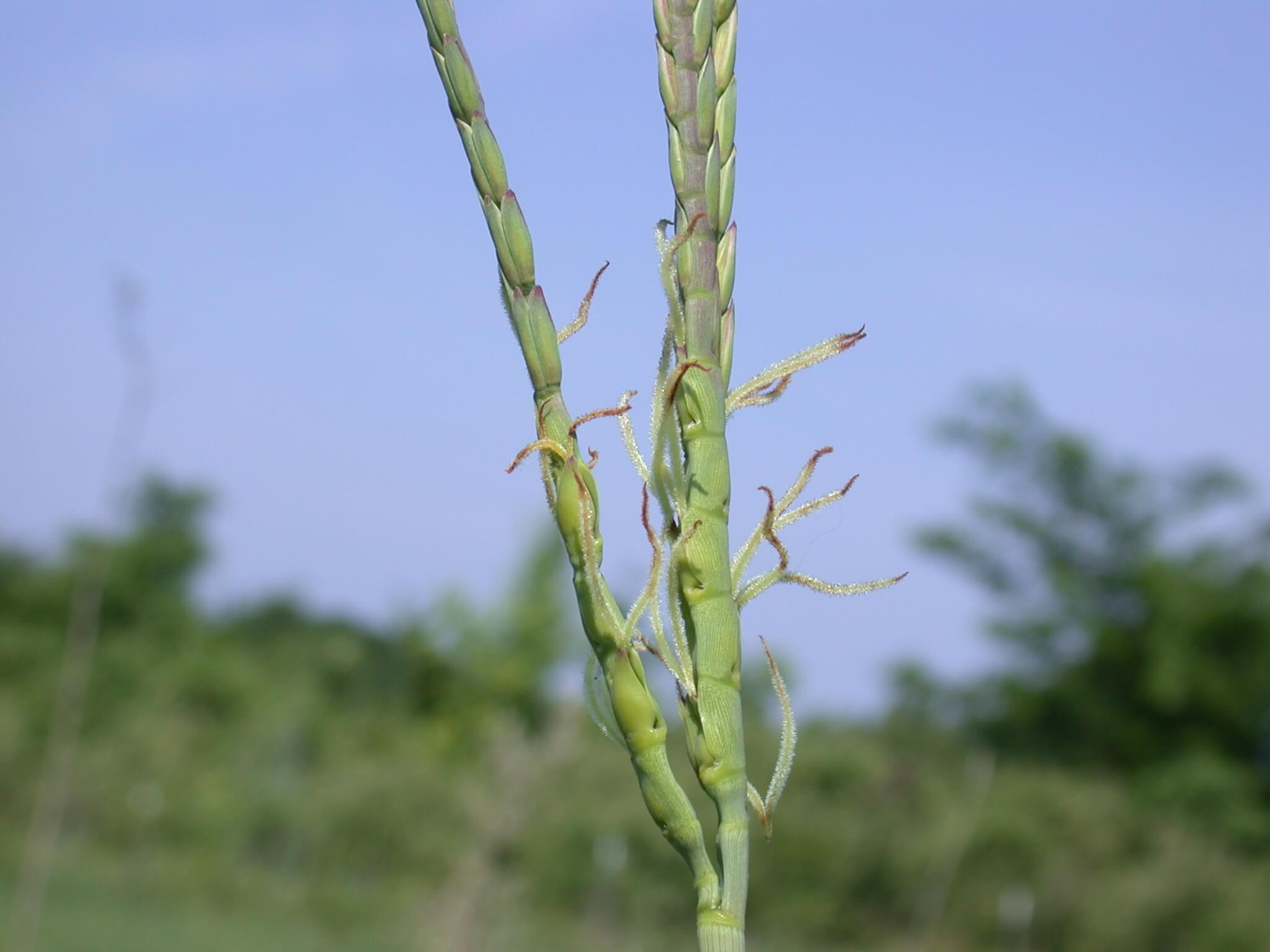 Eastern Gamagrass Seedhead